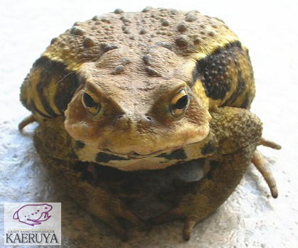 ガマガエル 昨夜の来客 2005 – 兎屋紙バンドのブログ